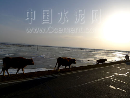 [新疆行]阿山水泥：浙商不怕遠征難